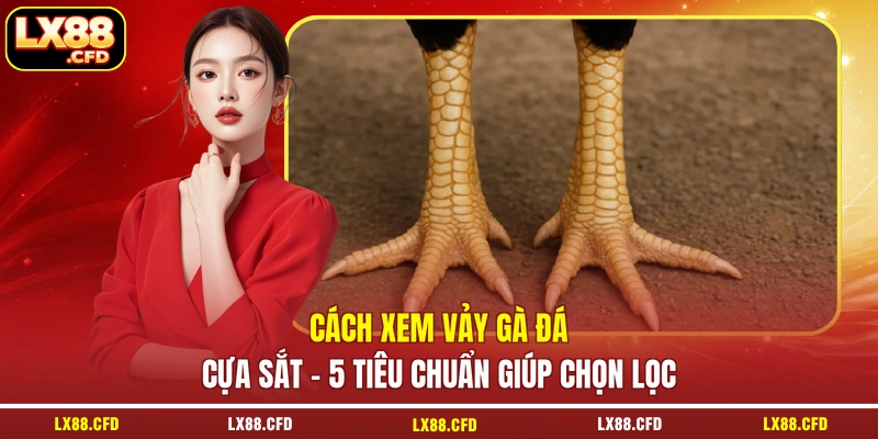 Cách Xem Vảy Gà Đá Cựa Sắt - 5 Tiêu Chuẩn Giúp Chọn Lọc
