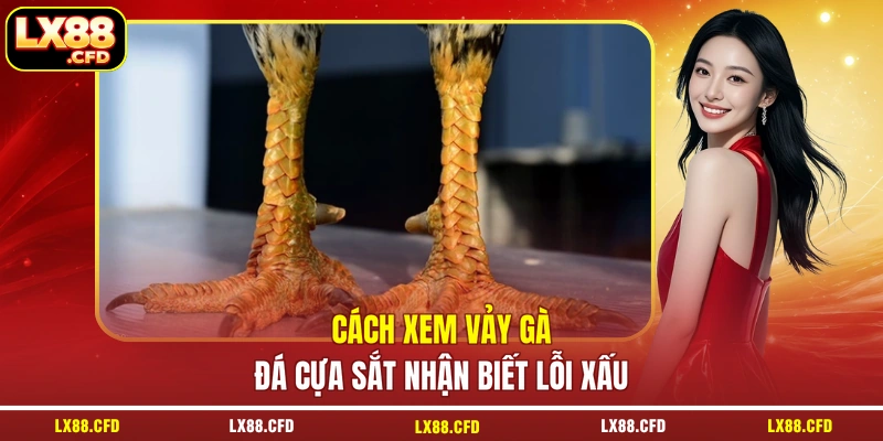 Cách xem vảy gà đá cựa sắt nhận biết lỗi xấu